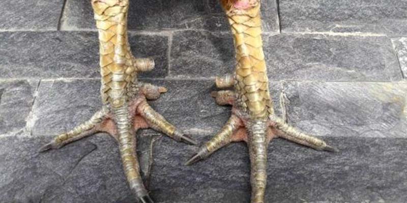 Áp đảo đối thủ ngay từ đầu