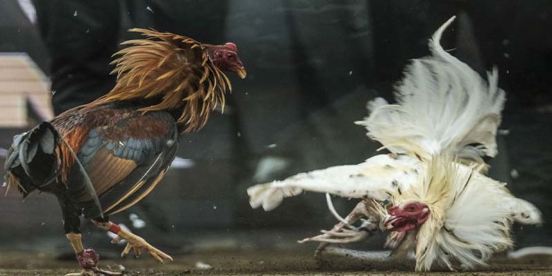 Chiến thuật chơi khi chơi đá gà cựa tròn nắm chắc phần thắng