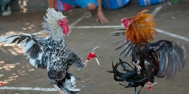 Những hình thức đá gà phổ biến
